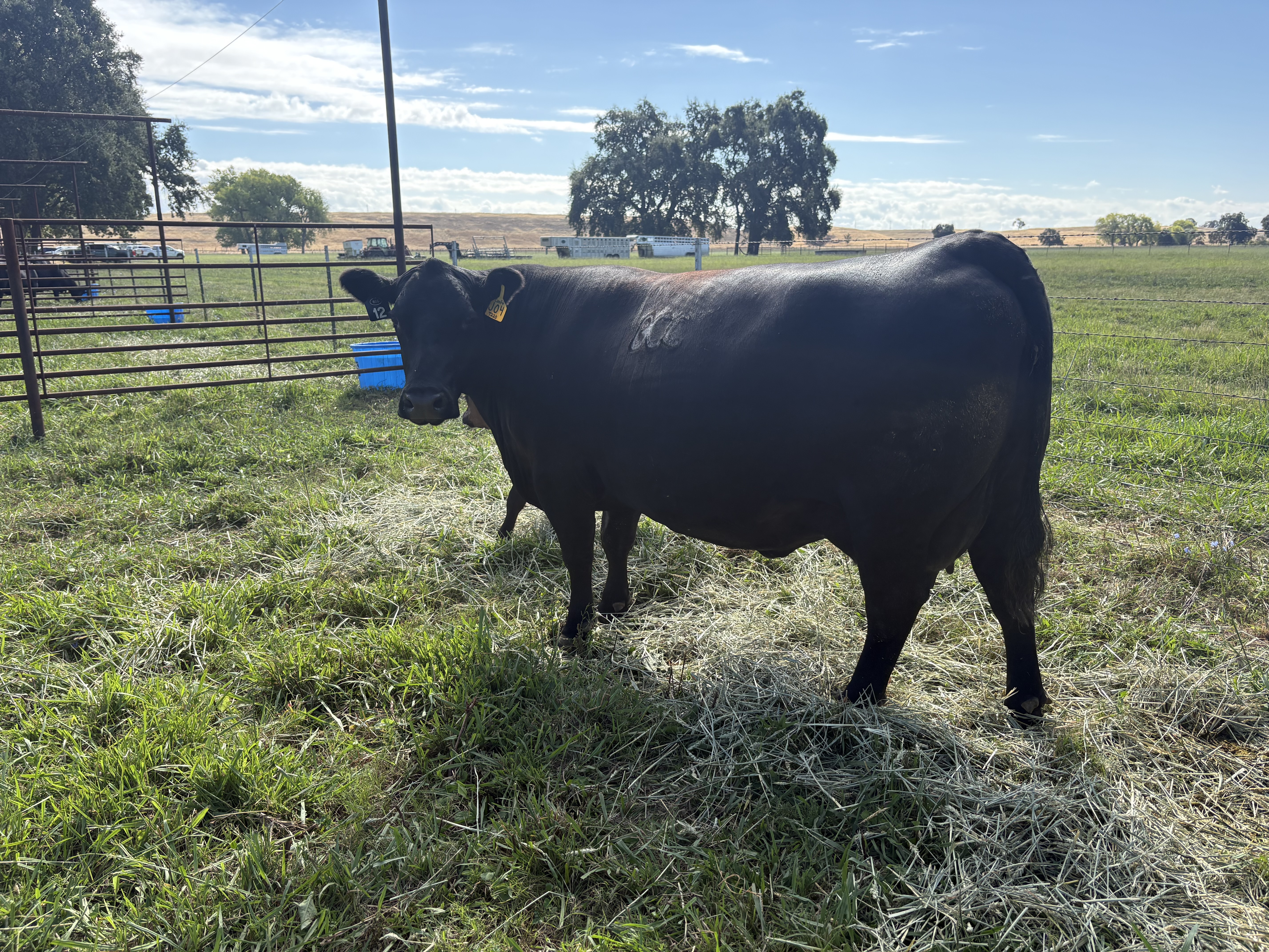 Byrd Cattle Co gallery image 2