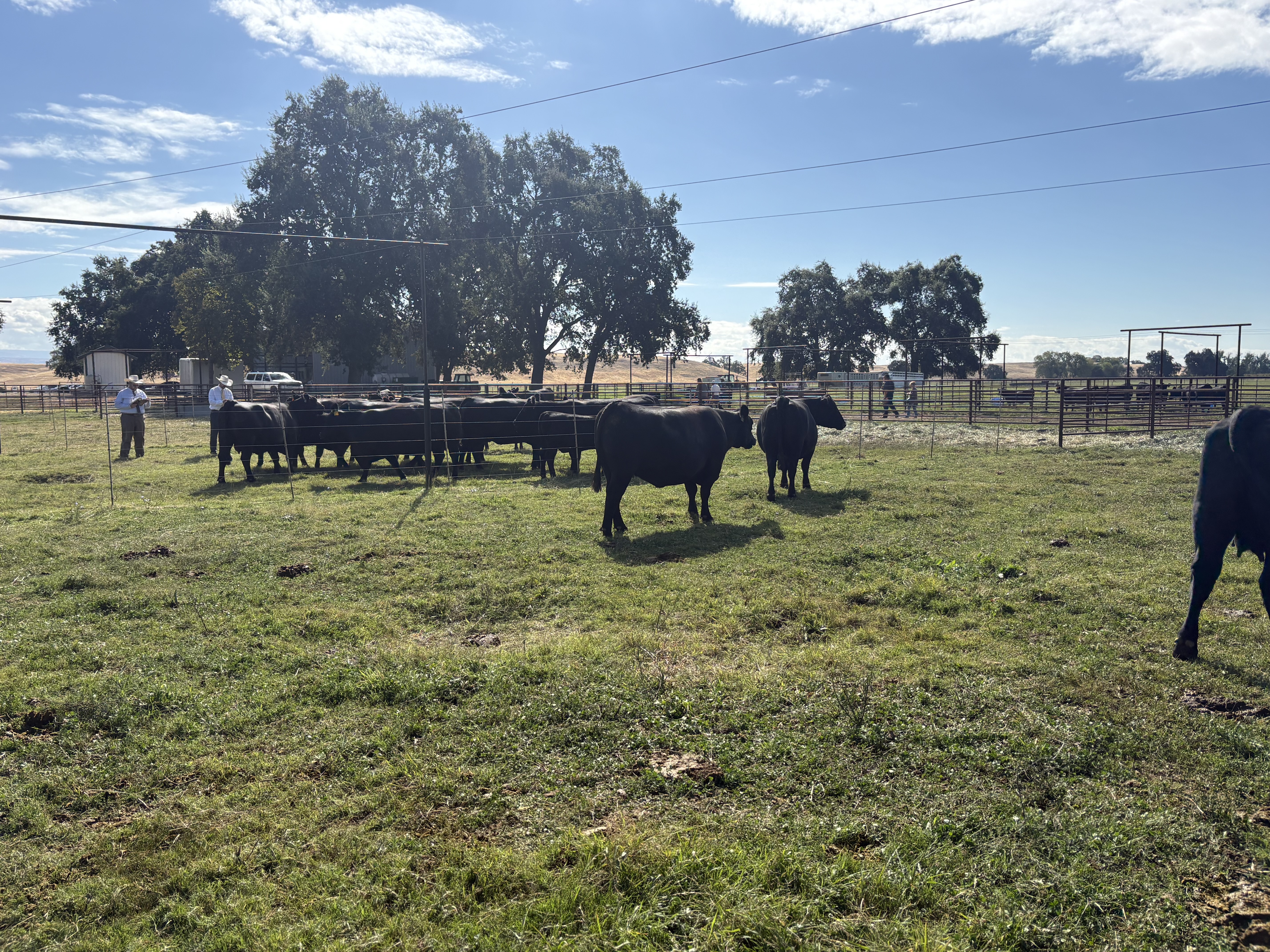 Byrd Cattle Co gallery image 3
