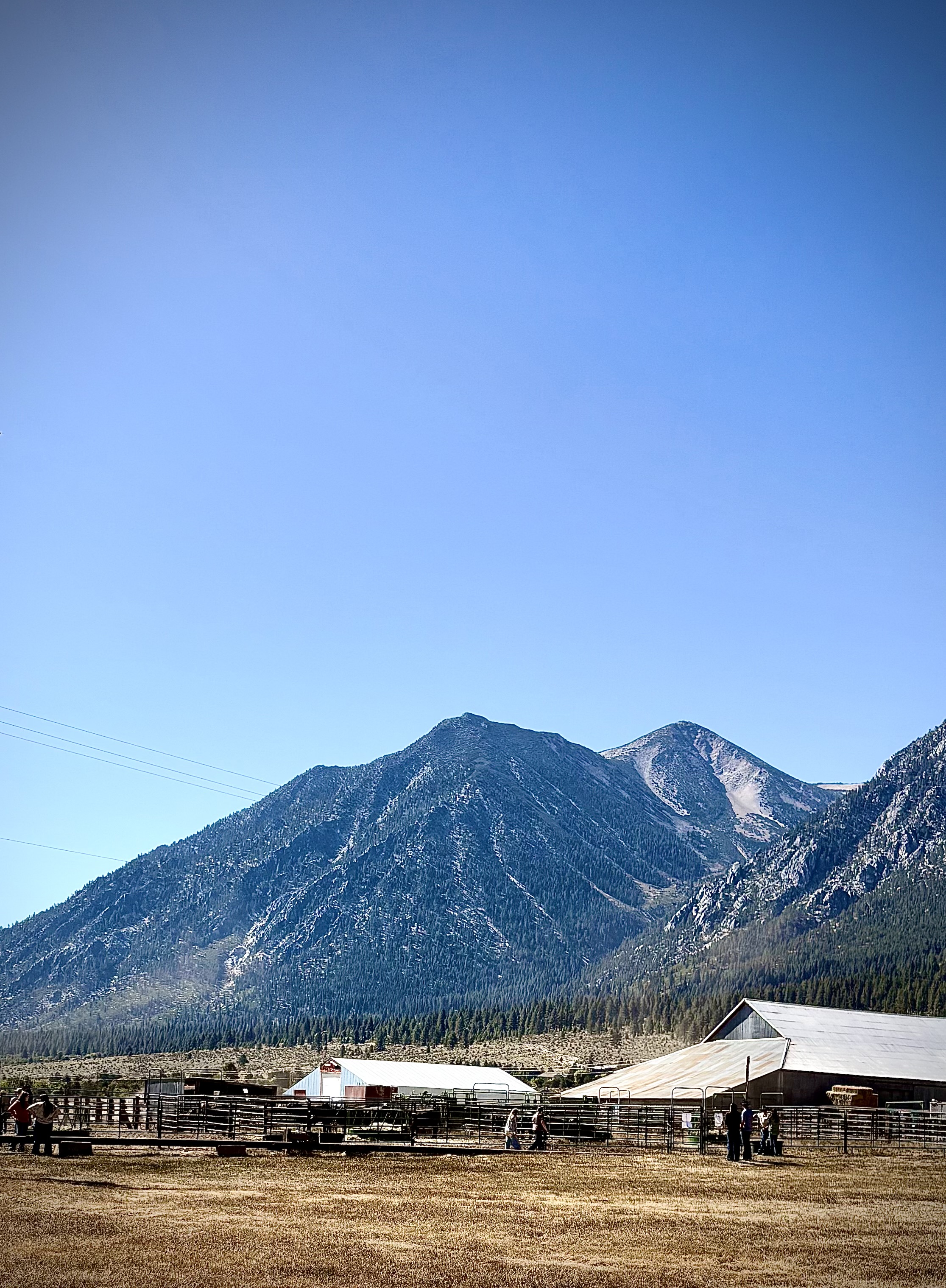 Ward Ranches Bull Sale gallery image 2
