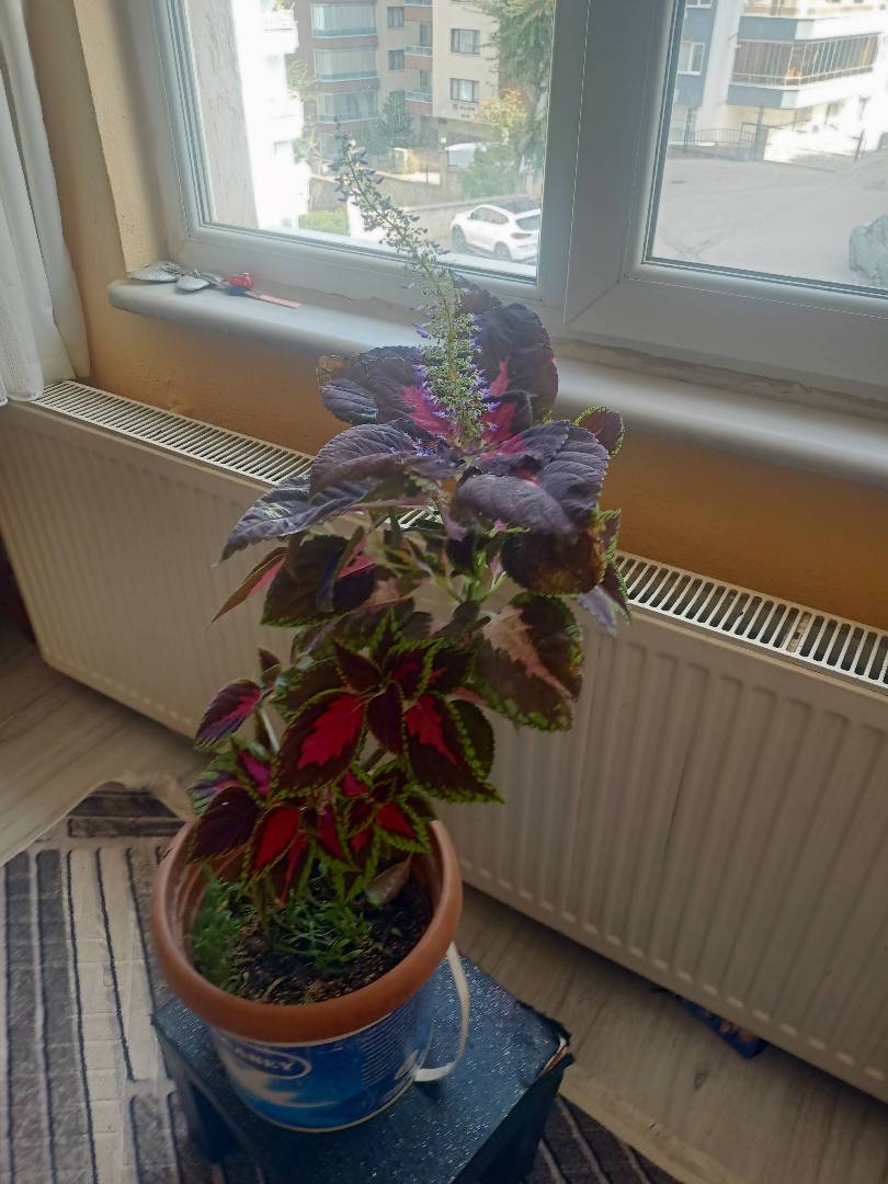 Canlı çiçek kadife - fotoğraf 3