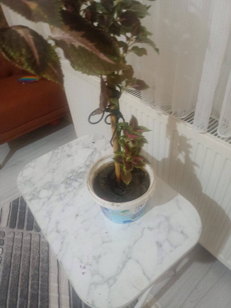 Canlicicek kadın fe - fotoğraf 3