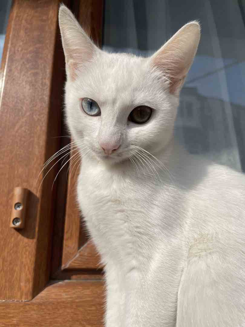 Van kırması