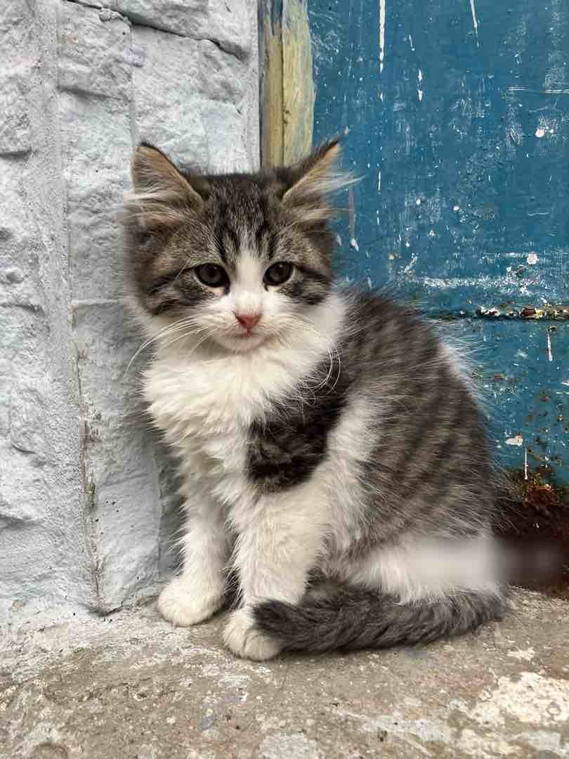 Kedi