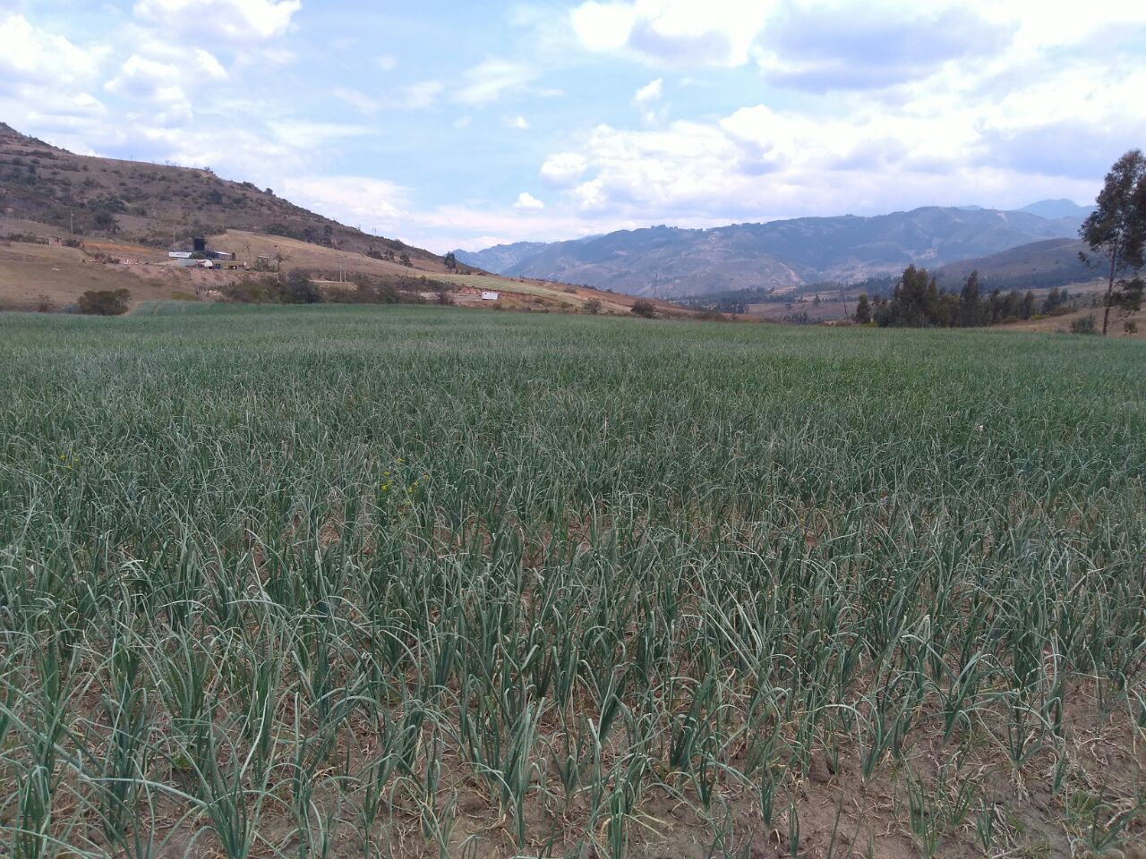 Cebolla cabezona Corrales, Boyaca Cebolla cabezona Corrales, Boyaca
