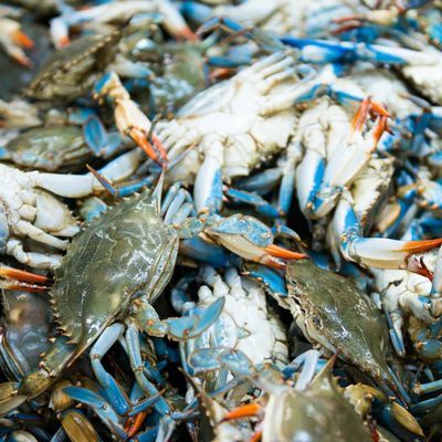 Blue Crab