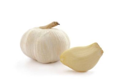 Garlic
