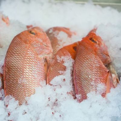 Red Snapper Fish