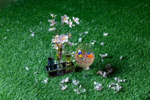 Night Cherry Blossom Operator