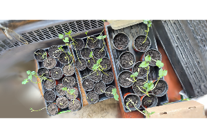 Seedlings