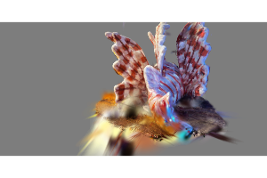 Plus Lionfish