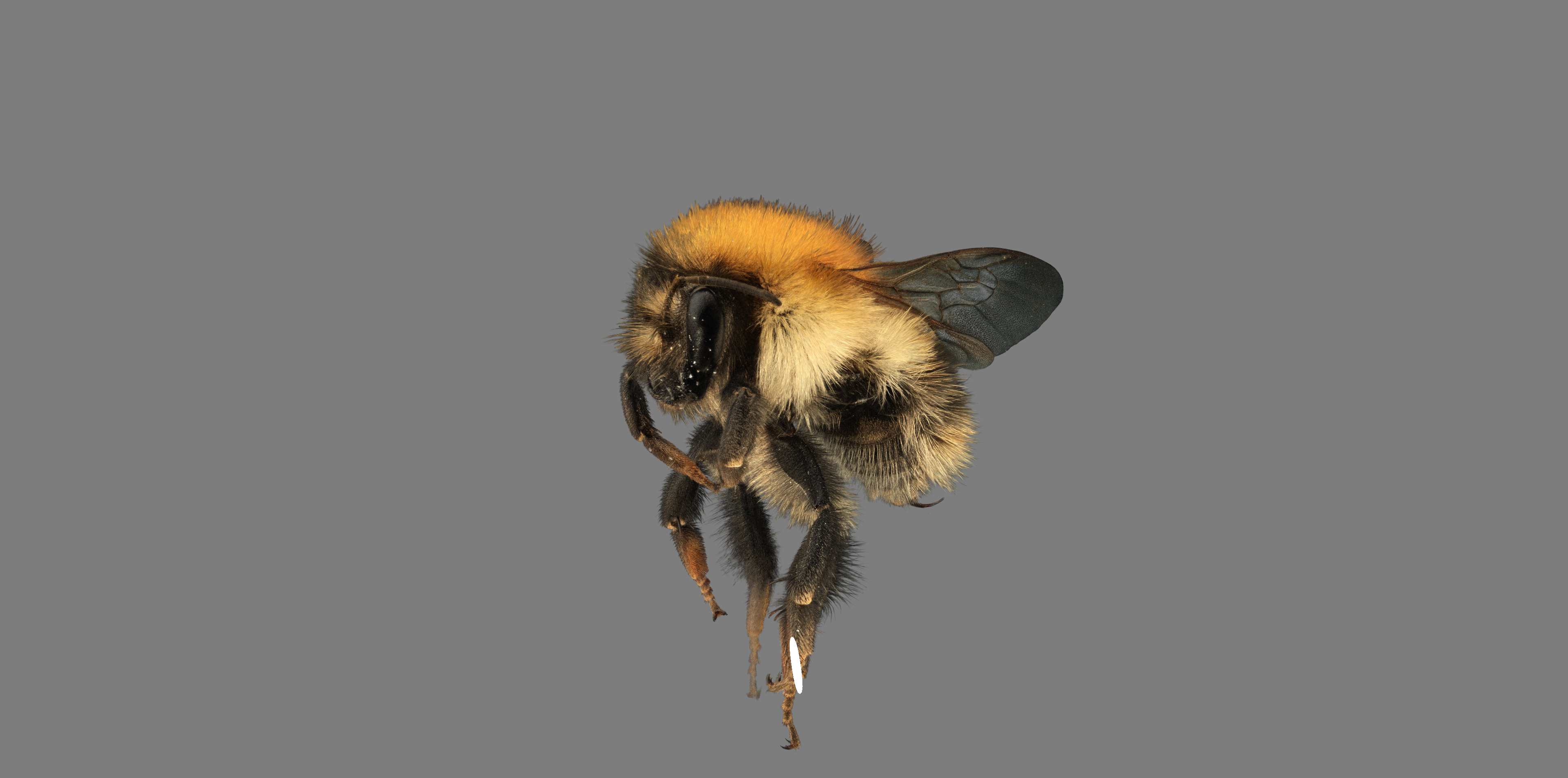 Bumbleebee