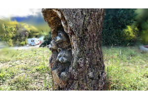 Racoons Sculpture In Tree