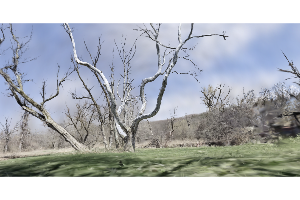 Orchards Sycamore Trees