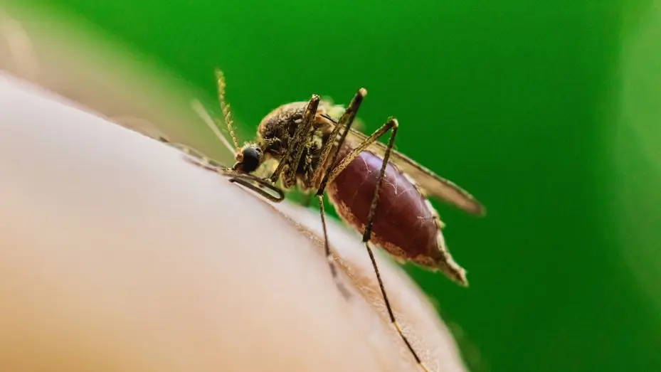 West Nile Virus Death in Chicago