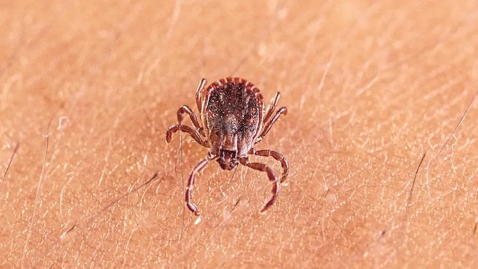 New Tick-Borne Virus Discovered