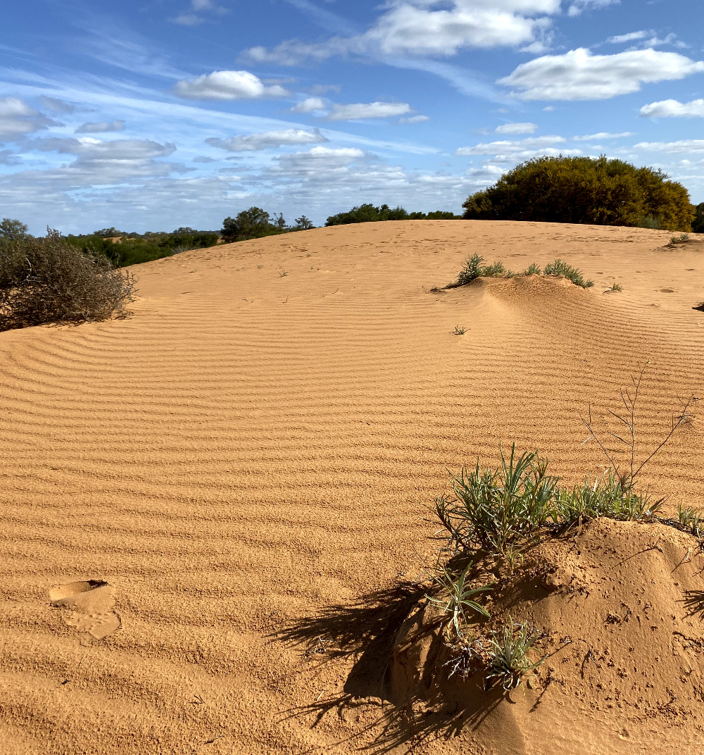 Perry Sandhills
