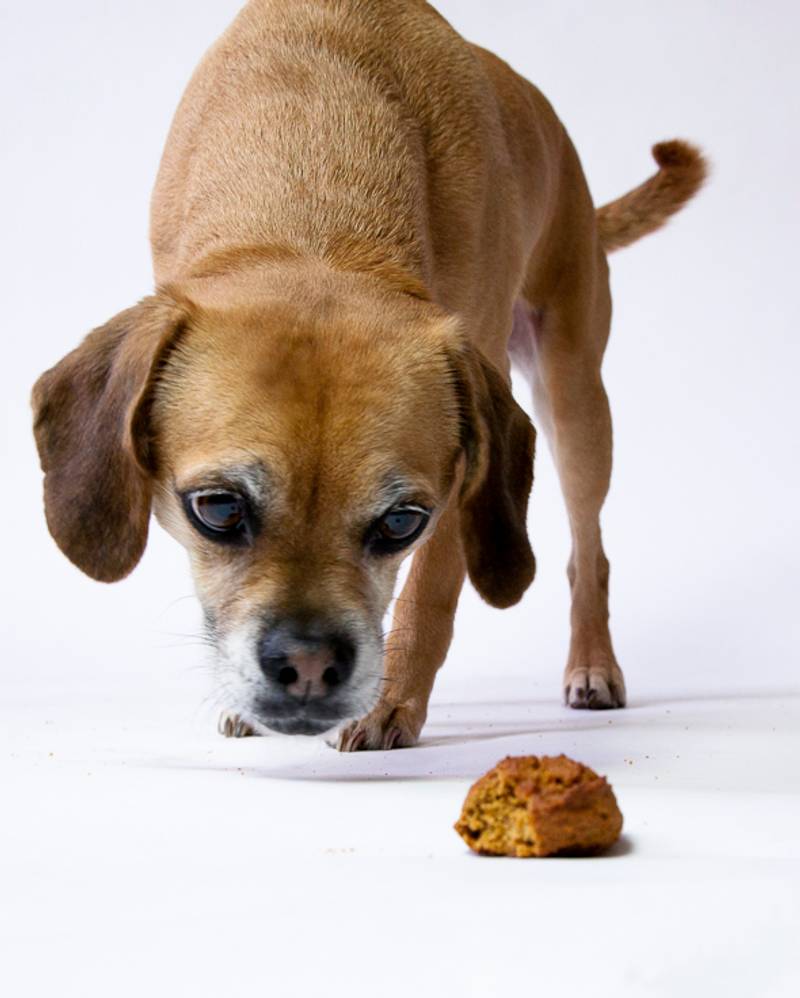 Peanut Butter Cinnamon Molasses Dog Treats