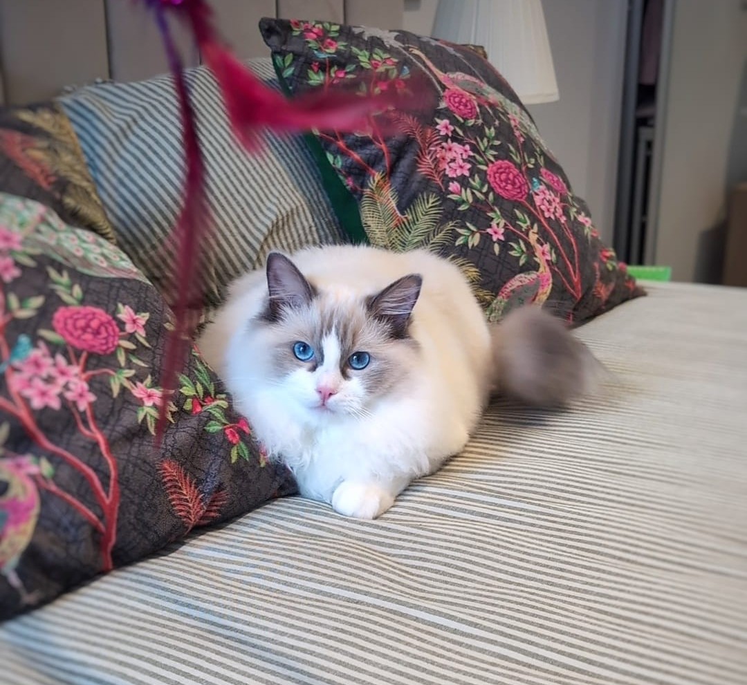 A beautiful Ragdoll cat cuddling with a person