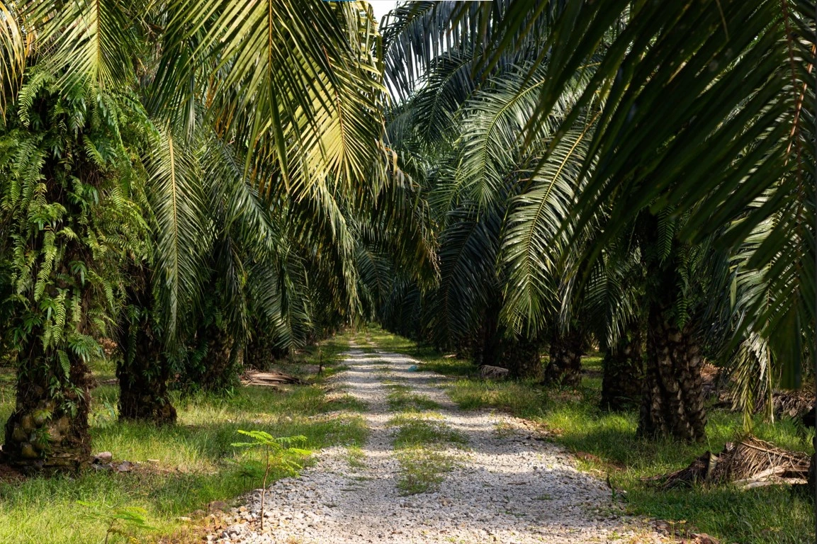 Lush date palm plantation under a clear sky.