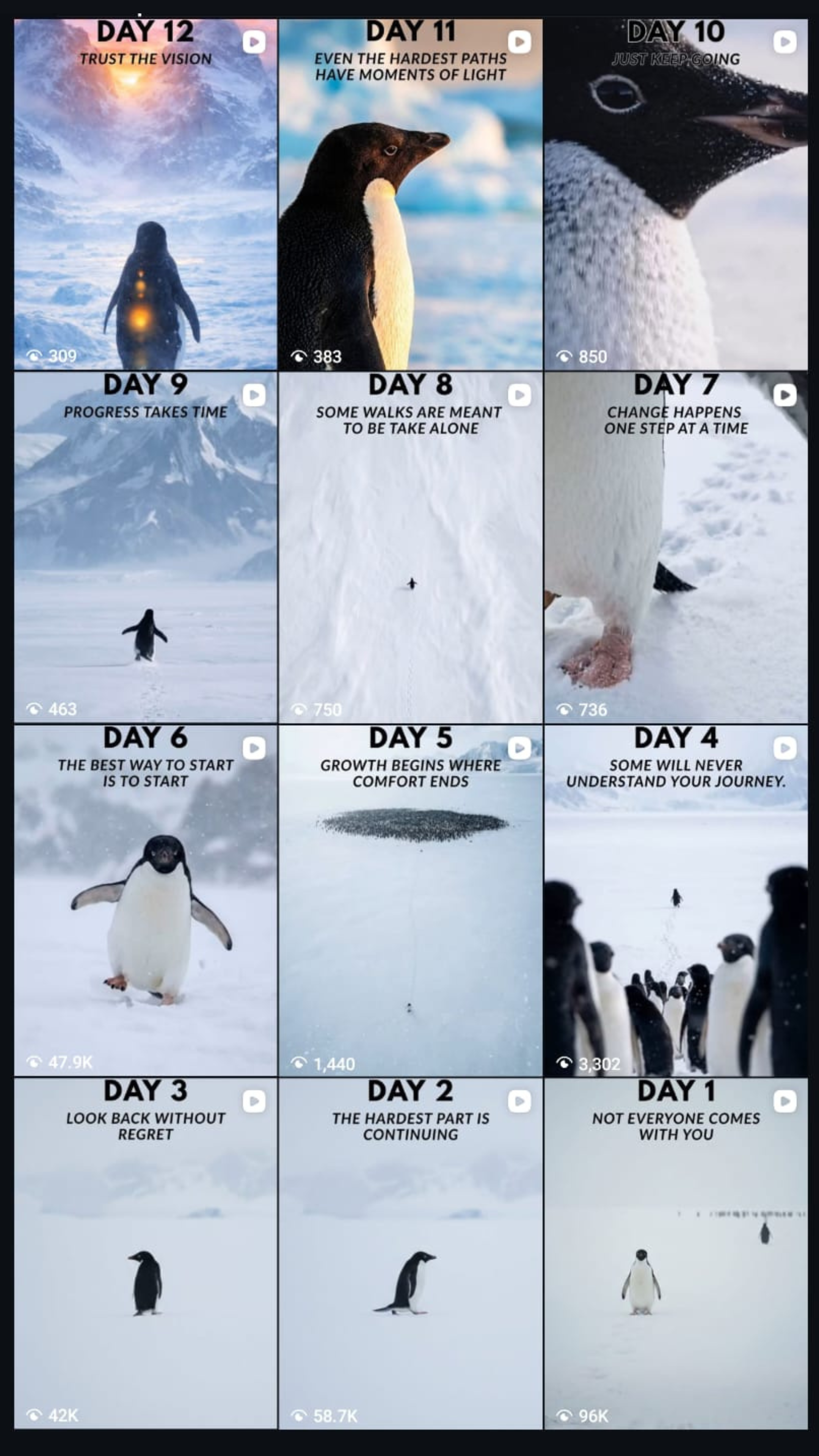 The Lone Penguin