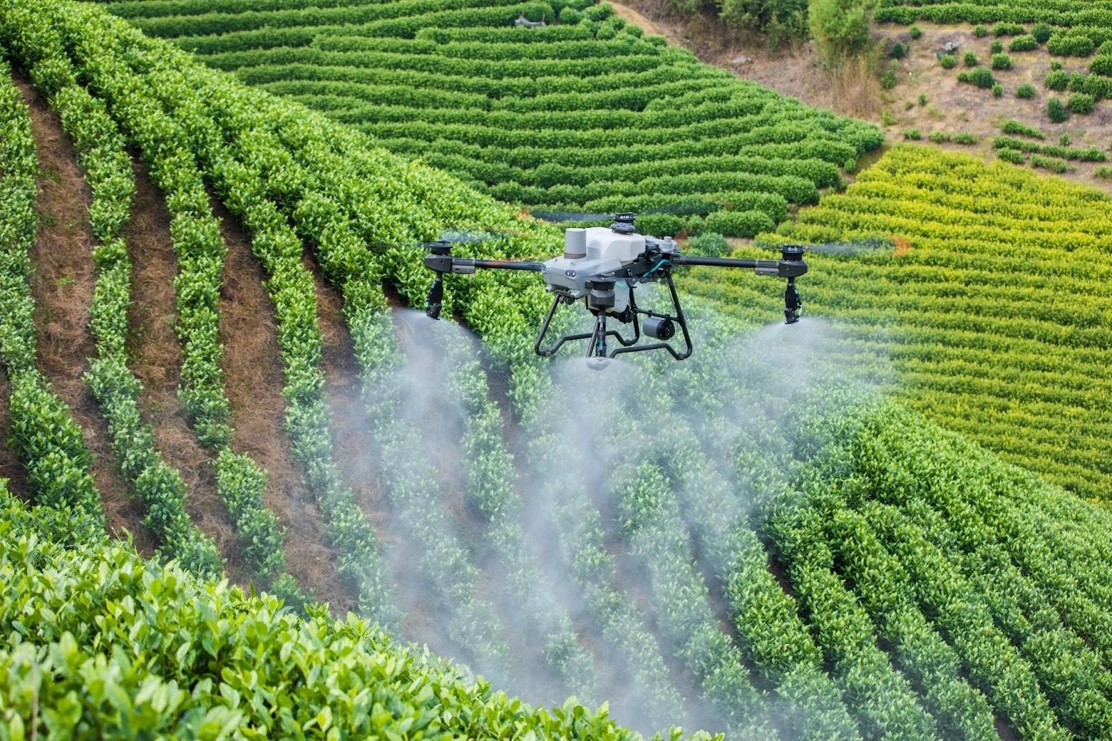 Cây trồng thương mại