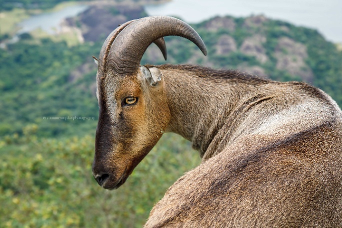 Portfolio image 30 for Suman Marydas Photography - Indian wedding photography in Kochi, Thykoodam Vyttila