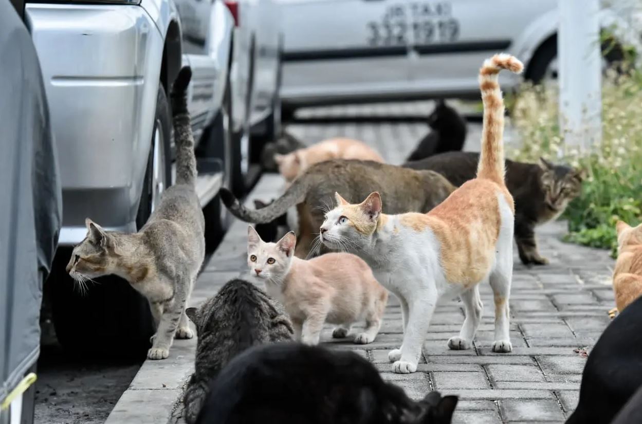 ‏އޮޅުހިޔާއަށް މިހާތަނަށް 350 ބުޅާ ގެންގޮސް، ބުޅާތައް ނިއުޓާކުރަން ފަށައިފި