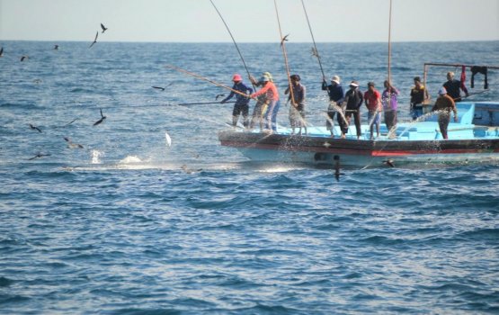 ބޮޑު ކަންނެލީގެ މަސްވެރިކަން ކުރާ ދޯނިތަކަށް ސަބްސިޑީ ދޭން ނިންމައިފި