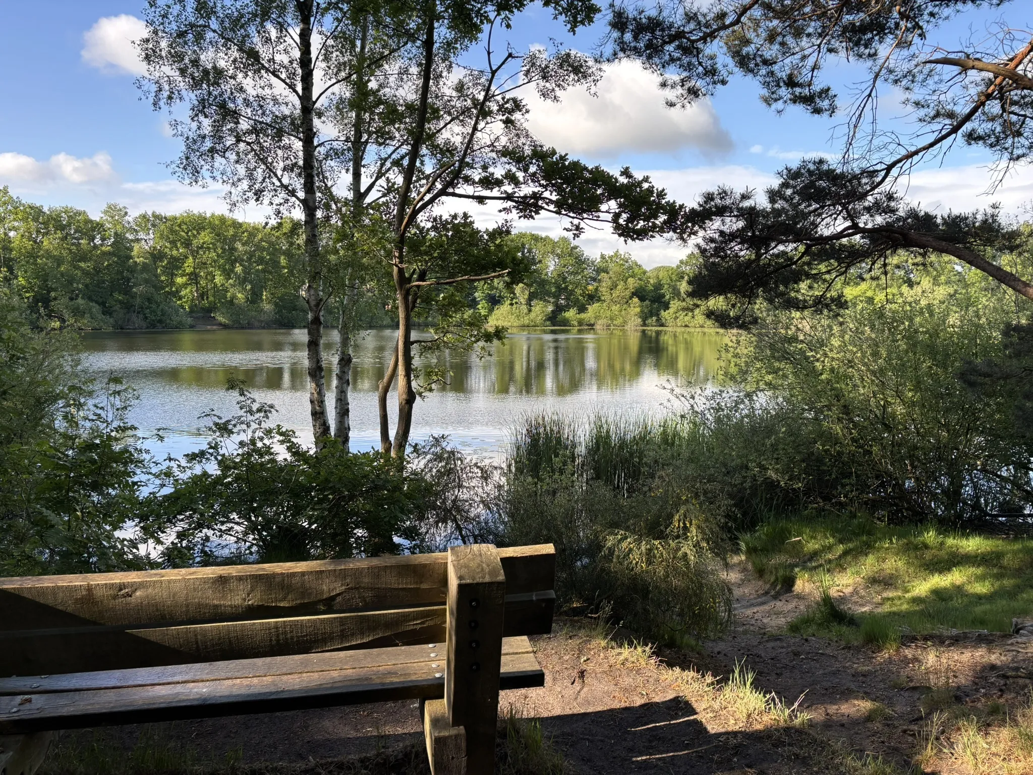 Een bospad in de Ommerschans.