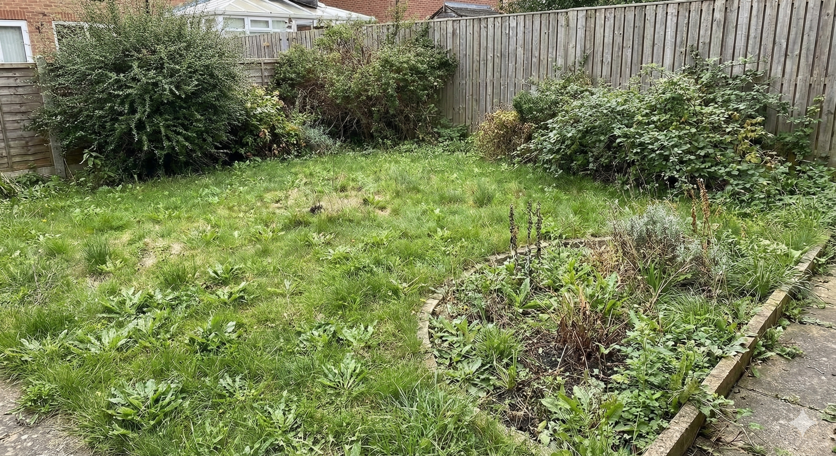 An overgrown yard before professional landscaping service.