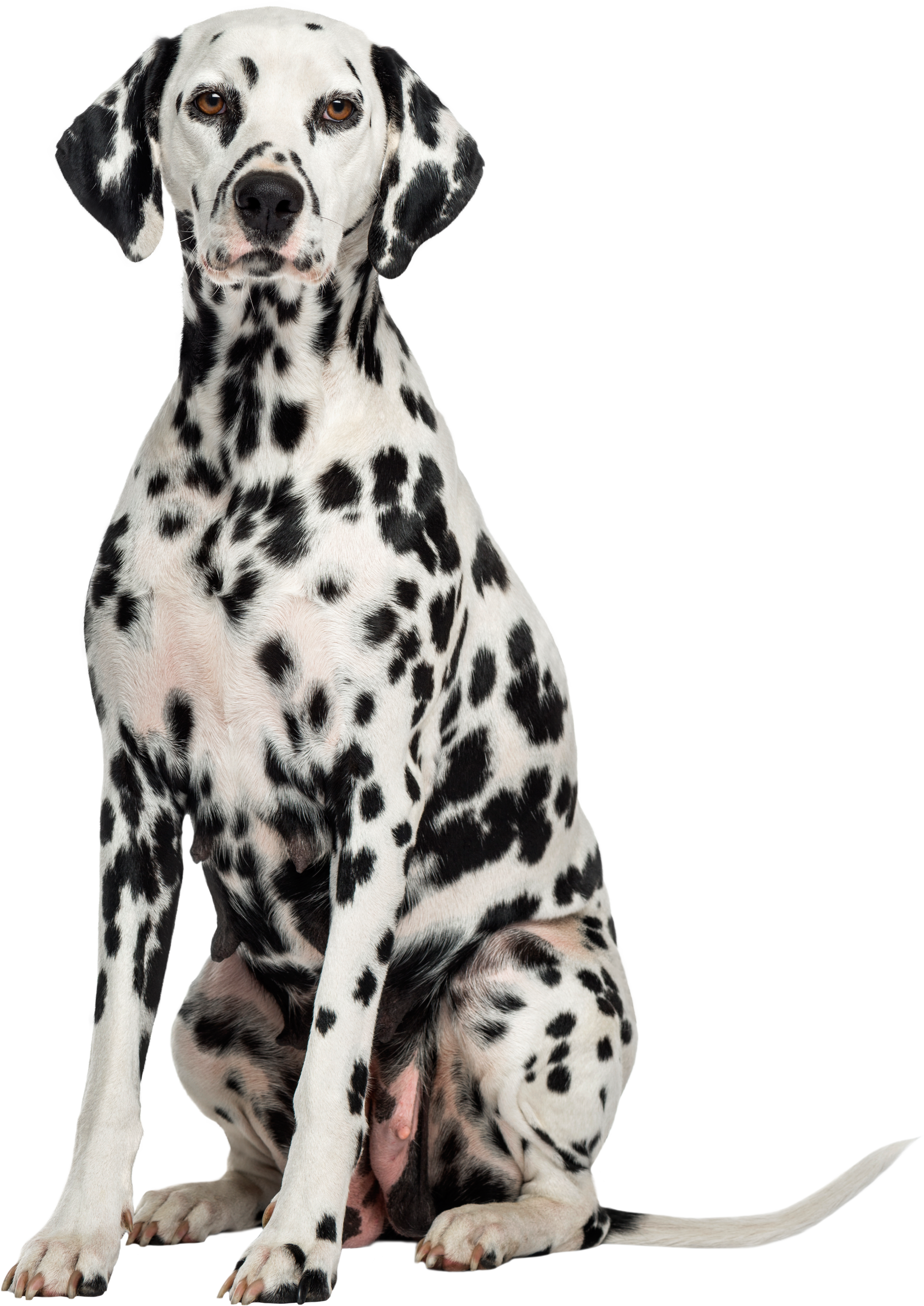 Image for 'Human advisors + Gemma AI synergy'