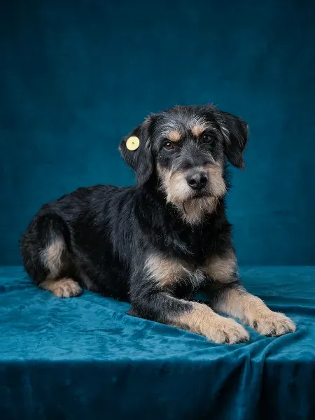 Gemini_Generated_Image_bvpgxgbvpgxgbvpg