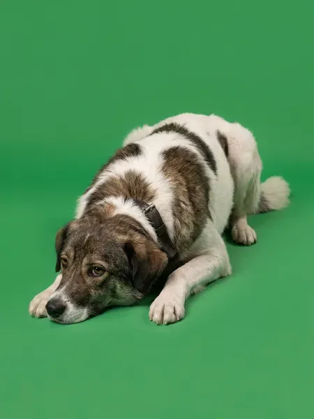 Gemini_Generated_Image_hnd702hnd702hnd7