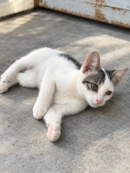 Serene Tabby Kitten on Concrete