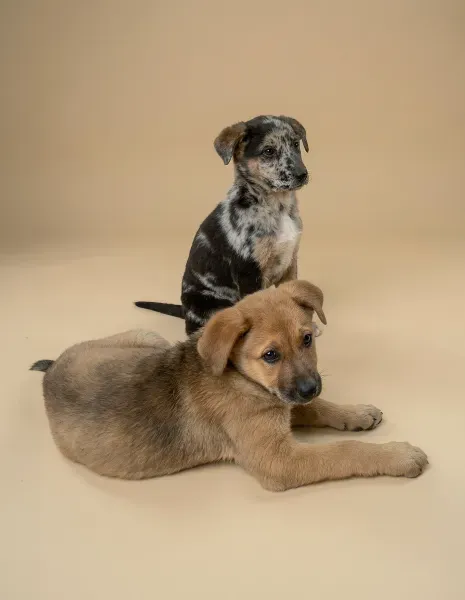 Gemini_Generated_Image_vd3zywvd3zywvd3z