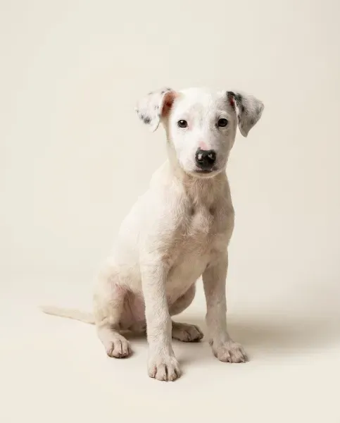Levi-studio-4x5-1K-f5efe4-png