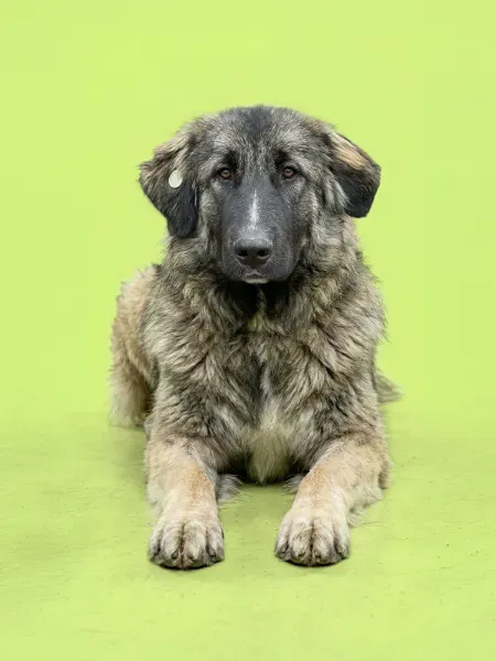 _Gemini_Generated_Image_kc95q8kc95q8kc95