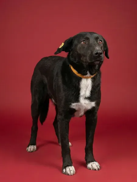 Gemini_Generated_Image_e3oxjse3oxjse3ox