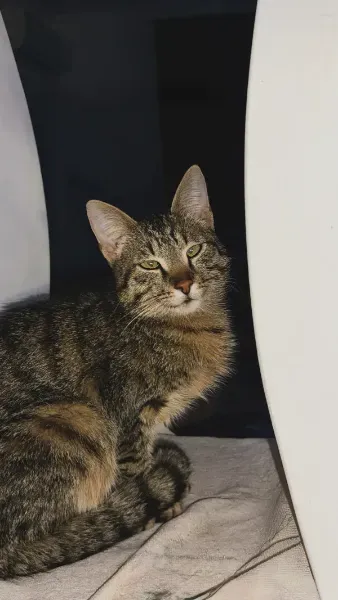 Meow Meow-1