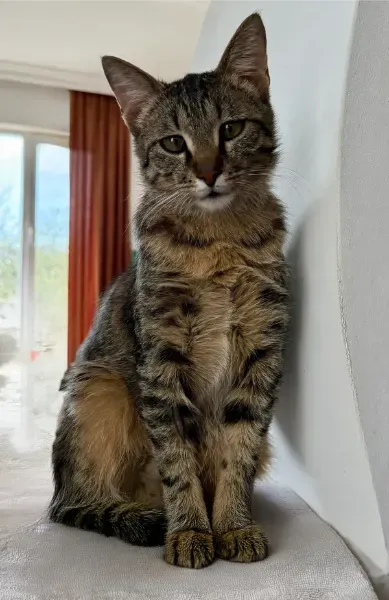 Meow Meow-3