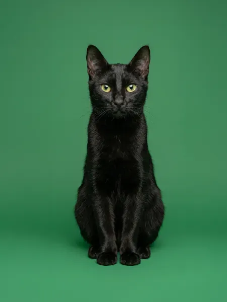 _Gemini_Generated_Image_21x26k21x26k21x2