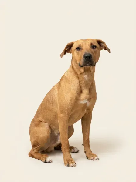 Roki-studio-3x4-1K-f5efe4-png