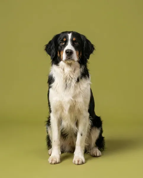 setra-studio-4x5-1K-989b41-png