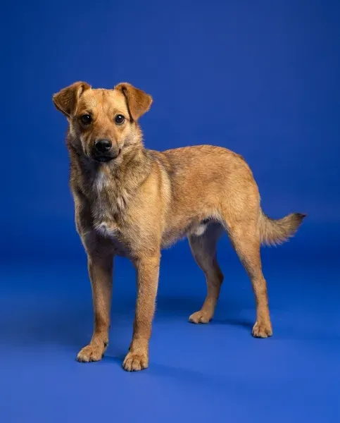 Simba -studio-4x5-1K-173dbe-png