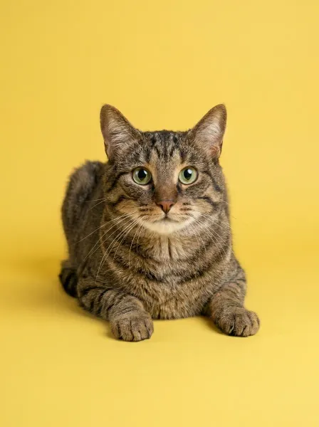 Timon-studio-3x4-1K-f7dc55-png