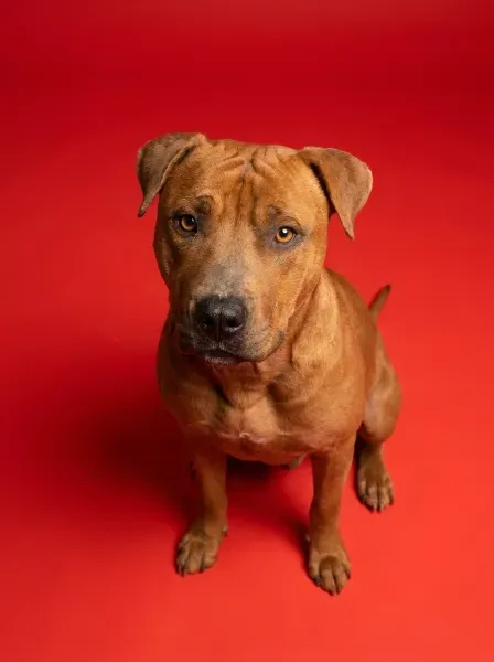 Tyson-studio-3x4-1K-ff0a0a-png