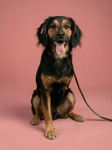 _Gemini_Generated_Image_gn3io7gn3io7gn3i