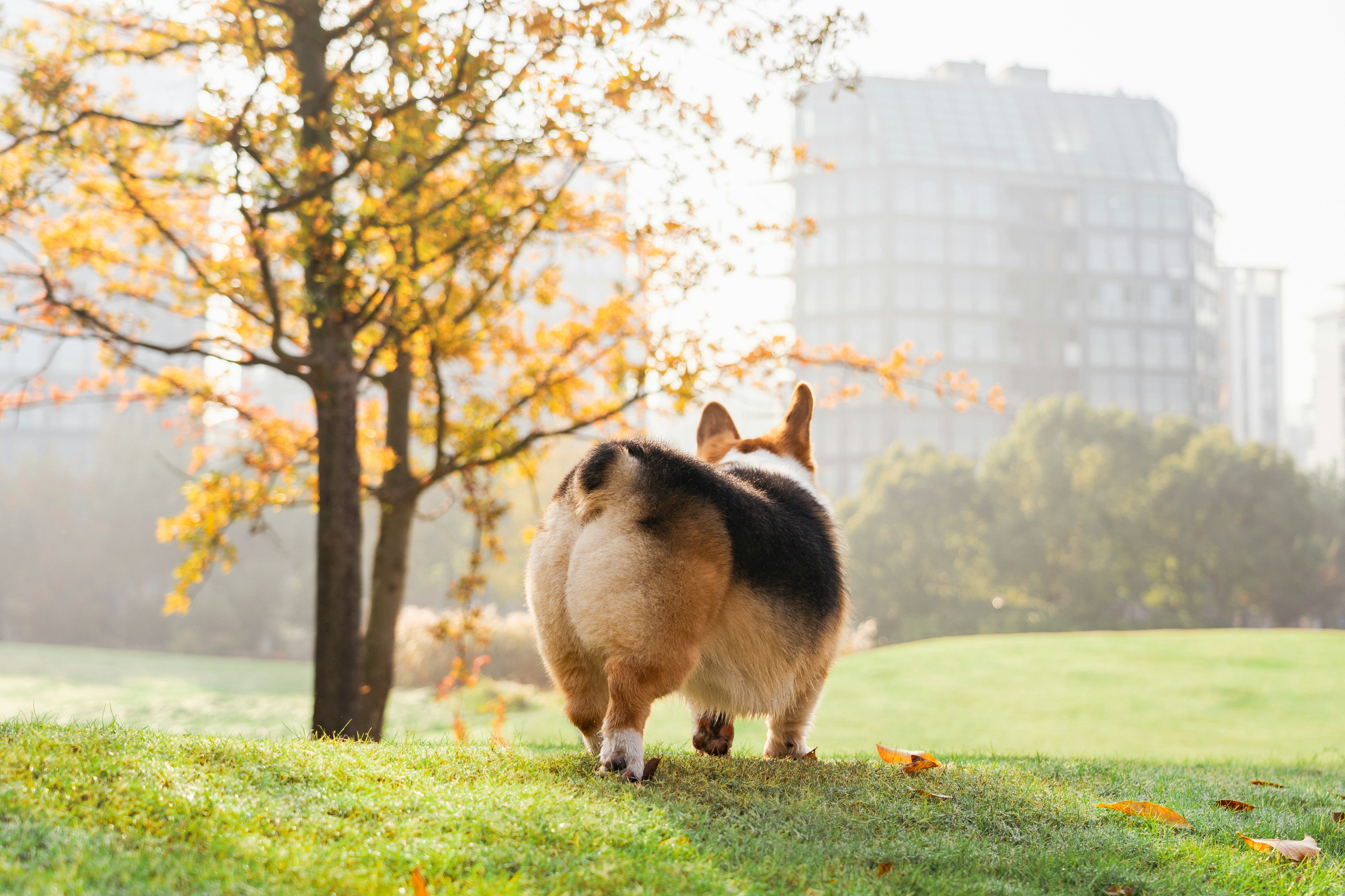 Why Outdoor Activity Is Important for Dogs: Benefits for Health, Behavior, and Happiness