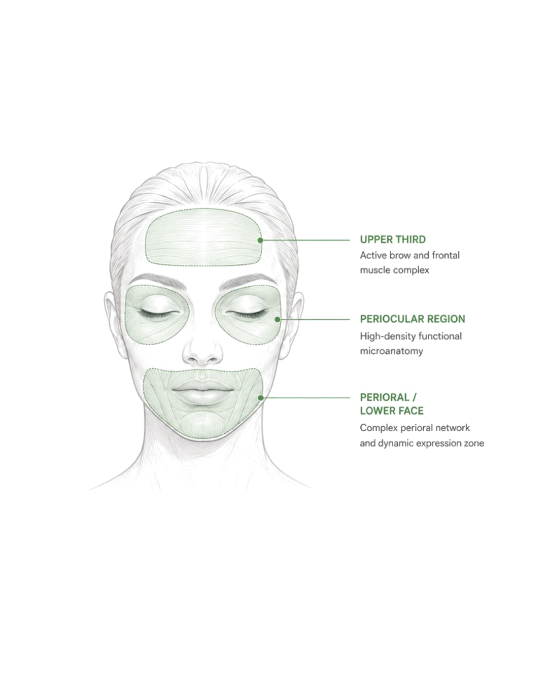 Facial anatomy