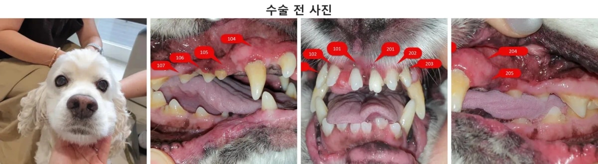 10살 코커스파니엘 최키키의 내원 당시 구강 상태 및 얼굴 사진